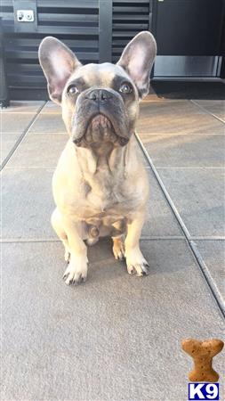 a french bulldog dog sitting on a tile floor