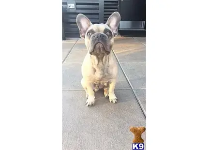 French Bulldog