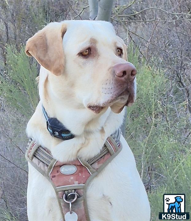 a labrador retriever dog wearing a watch