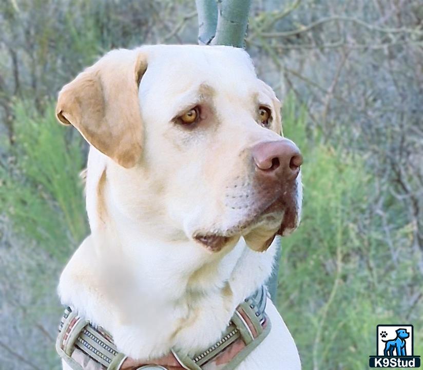 a labrador retriever dog with a collar