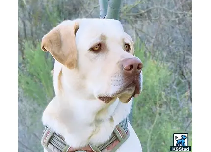 a labrador retriever dog with a collar