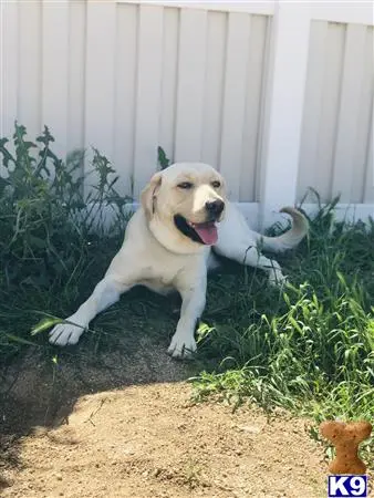 Labrador Retriever stud dog