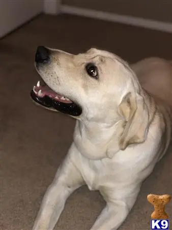 Labrador Retriever stud dog