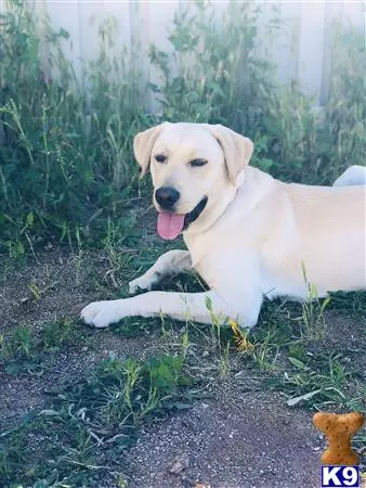 Labrador Retriever stud dog