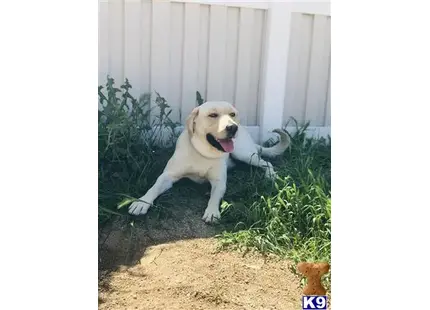 Labrador Retriever