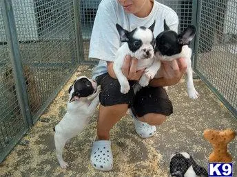 French Bulldog puppy for sale