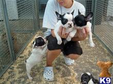 french bulldog puppy posted by breeder45