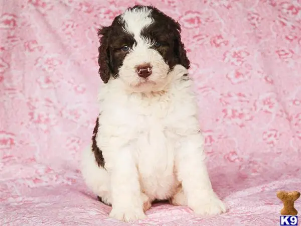 Bernedoodle puppy for sale