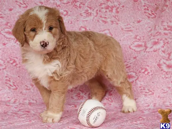 Bernedoodle puppy for sale