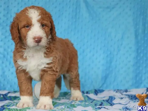 Bernedoodle puppy for sale