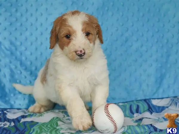 Bernedoodle puppy for sale