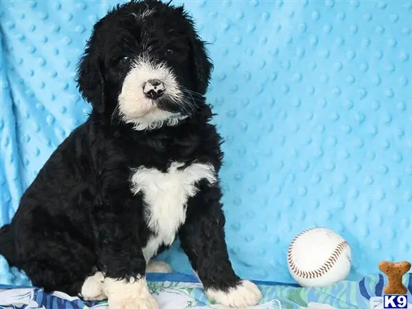 Bernedoodle puppy for sale