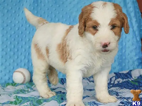 Bernedoodle puppy for sale