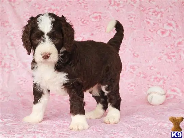 Bernedoodle puppy for sale