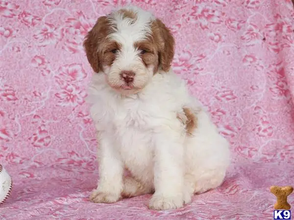 Bernedoodle puppy for sale