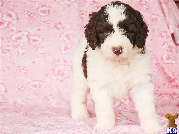 Bernedoodle puppy for sale