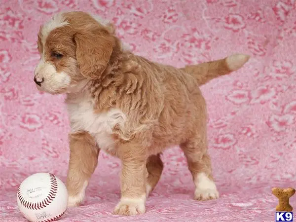 Bernedoodle puppy for sale