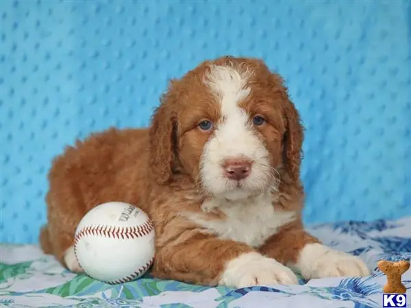 Bernedoodle puppy for sale