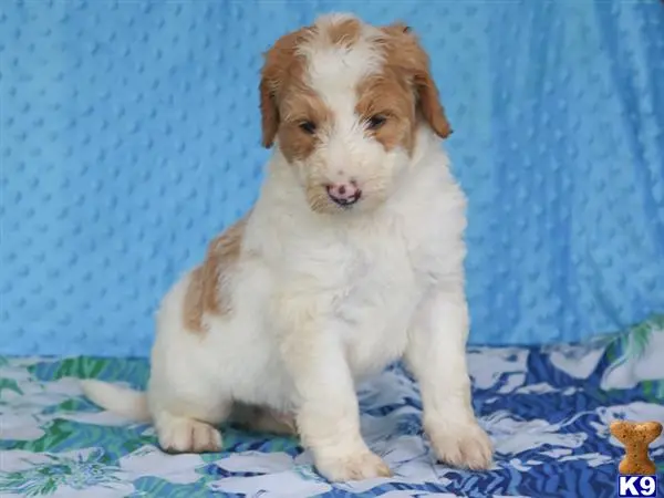 Bernedoodle puppy for sale