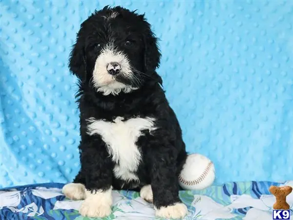 Bernedoodle puppy for sale