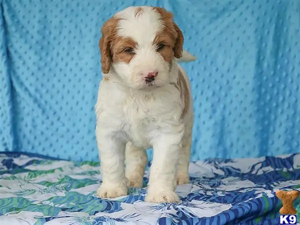 Bernedoodle puppy for sale