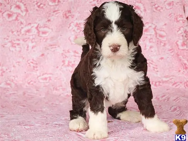 Bernedoodle puppy for sale