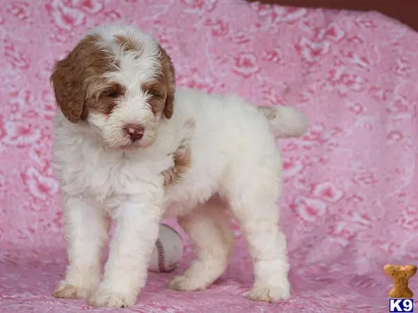 Bernedoodle puppy for sale