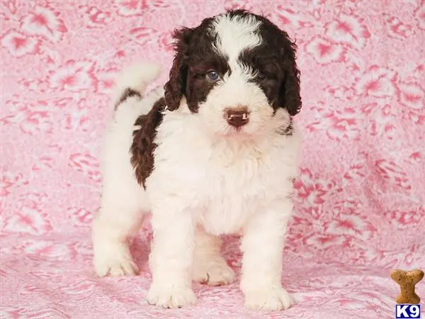 Bernedoodle puppy for sale