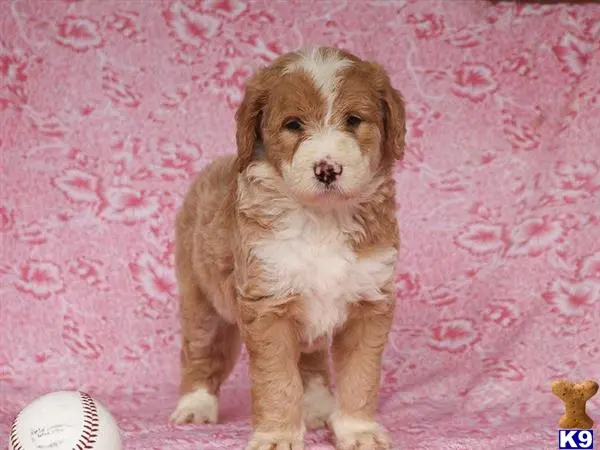 Bernedoodle puppy for sale