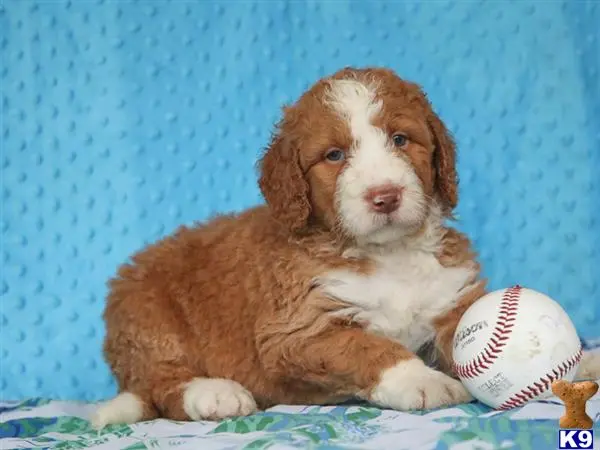 Bernedoodle puppy for sale