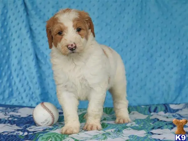 Bernedoodle puppy for sale