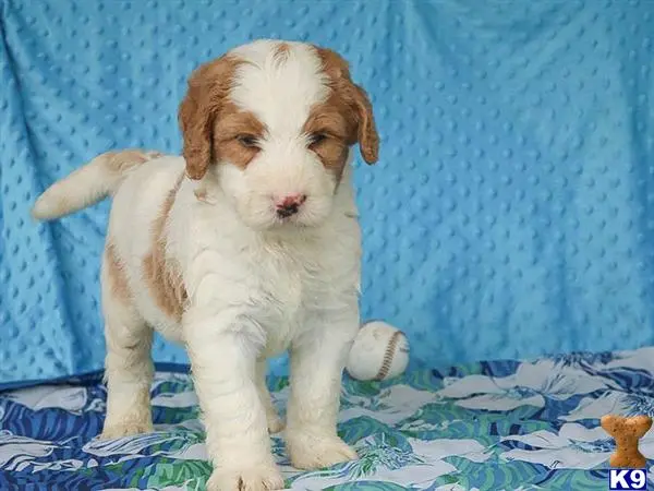 Bernedoodle puppy for sale