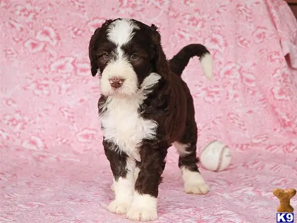 Bernedoodle puppy for sale