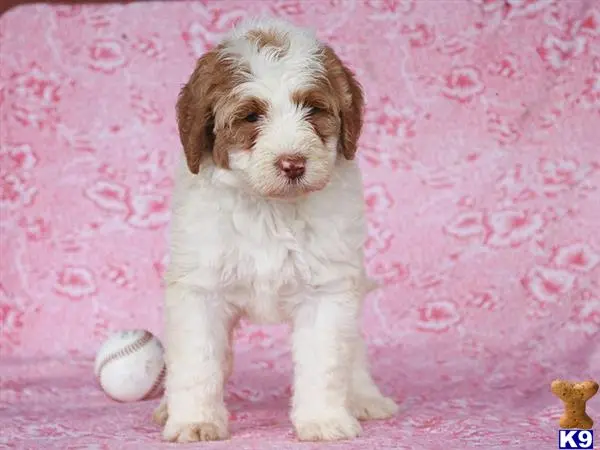 Bernedoodle puppy for sale