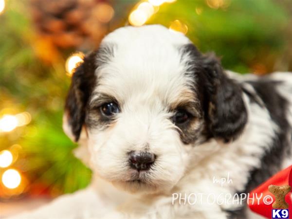 Cavalier King Charles Spaniel puppy for sale