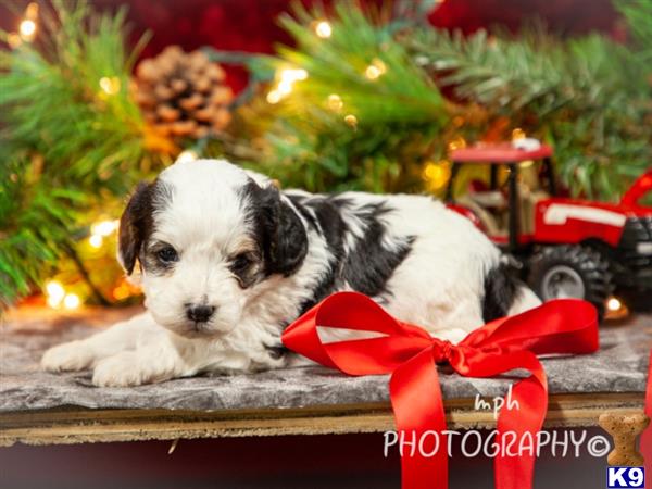 Cavalier King Charles Spaniel puppy for sale