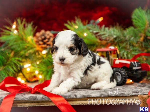 Cavalier King Charles Spaniel puppy for sale