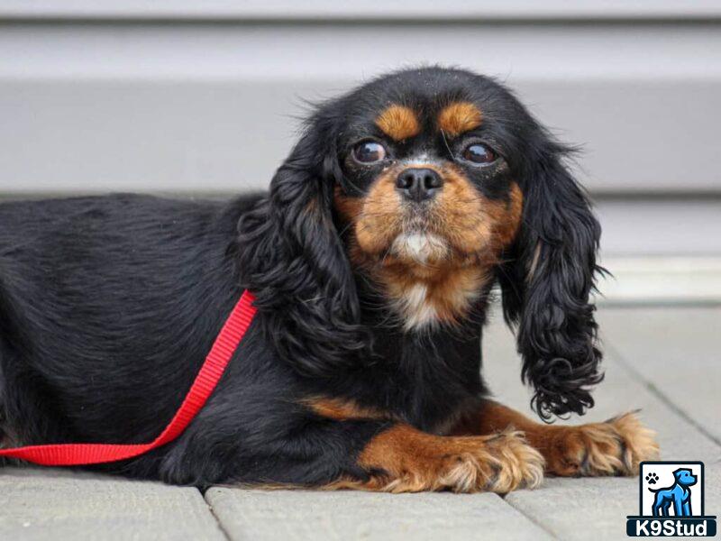 a cavalier king charles spaniel dog lying on the ground