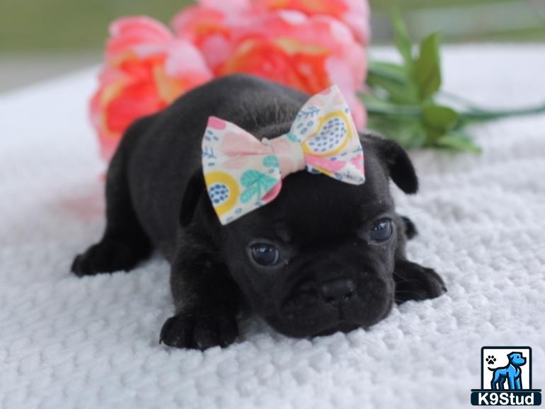 a french bulldog dog wearing a hat