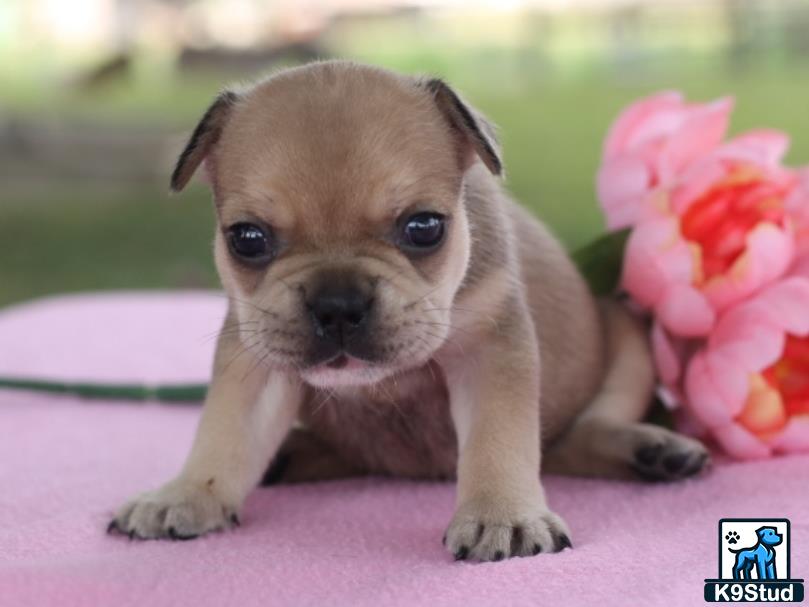 a french bulldog puppy with a flower in its mouth
