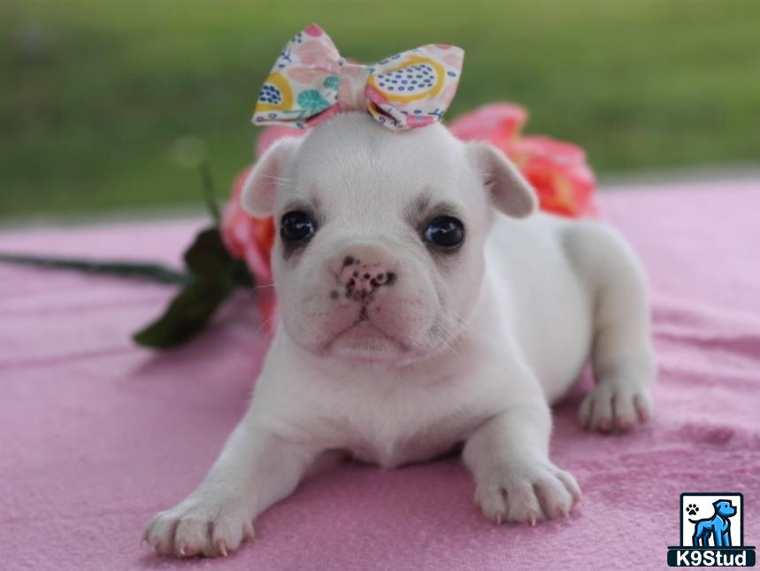 a french bulldog dog wearing a hat