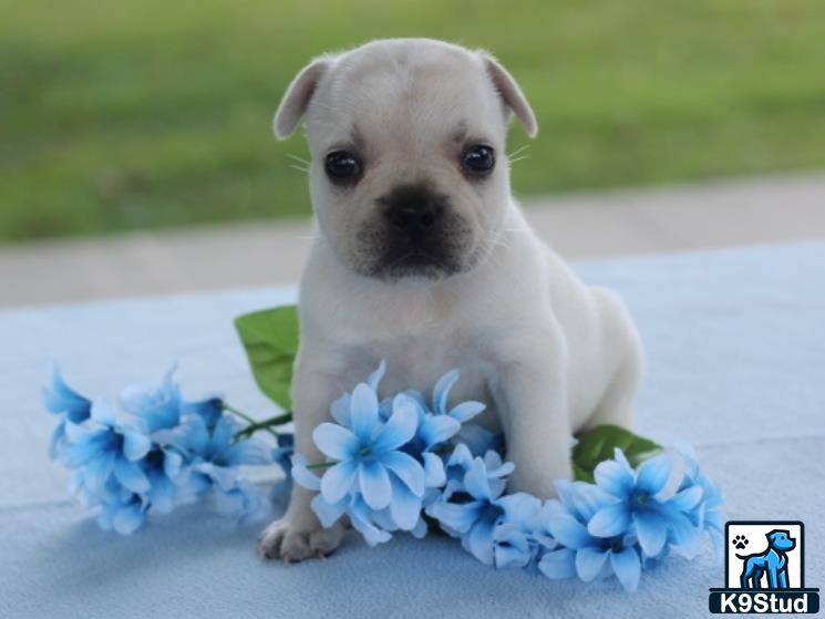 a french bulldog dog sitting next to flowers
