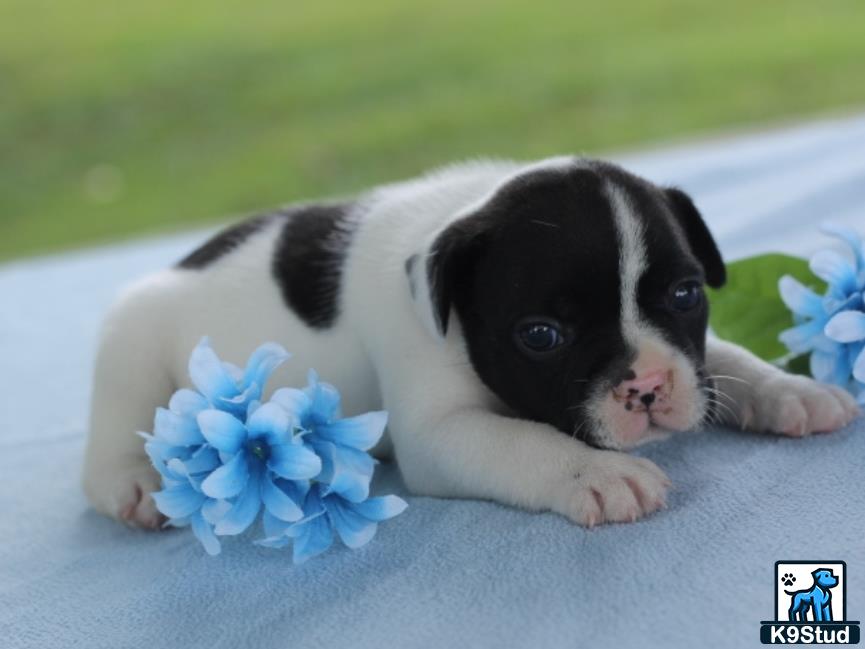 a french bulldog puppy lying on a flower