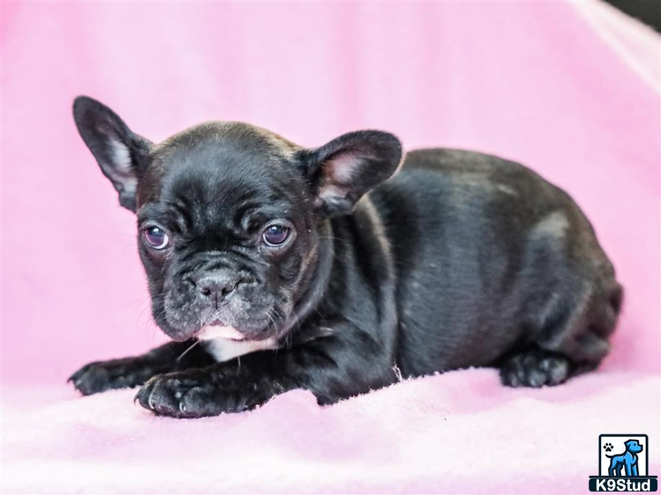 a black french bulldog puppy lying on a pink surface