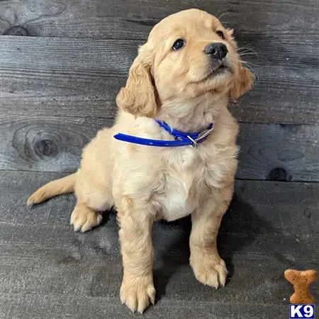 Golden Retriever puppy for sale