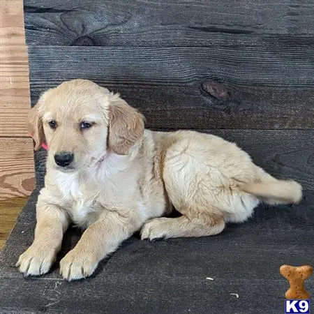 Golden Retriever puppy for sale