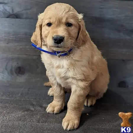 Golden Retriever puppy for sale