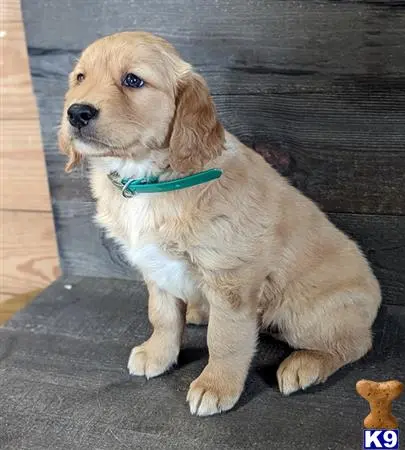 Golden Retriever puppy for sale