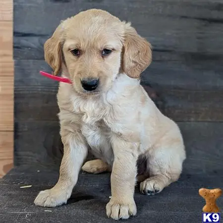 Golden Retriever puppy for sale