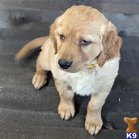 Golden Retriever puppy for sale